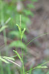 Darkgreen sedge